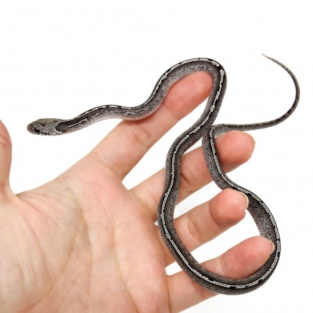 Pantherophis guttatus "LP Granite Tessera" - Serpent des blés