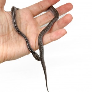 Pantherophis guttatus "LP...