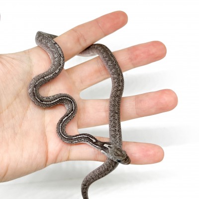 Pantherophis guttatus "LP Granite Tessera" - Serpent des blés