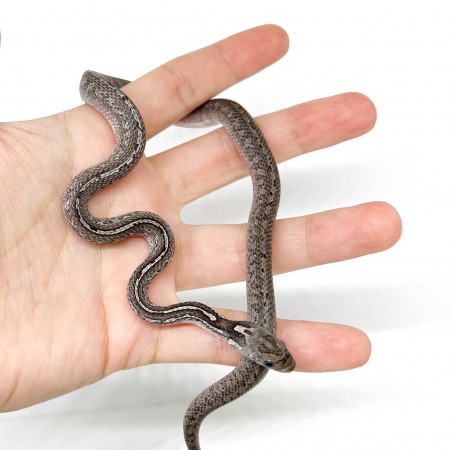 Pantherophis guttatus "LP Granite Tessera" - Serpent des blés