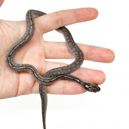 Pantherophis guttatus "LP Granite Tessera" - Serpent des blés