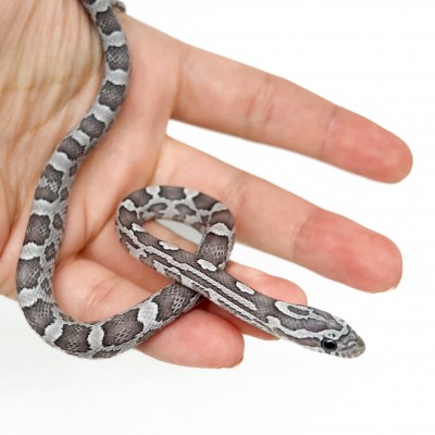 Pantherophis guttatus "Blue" - Serpent des blés