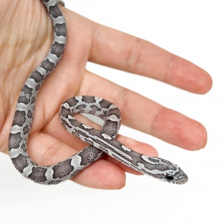 Pantherophis guttatus "Blue" - Serpent des blés