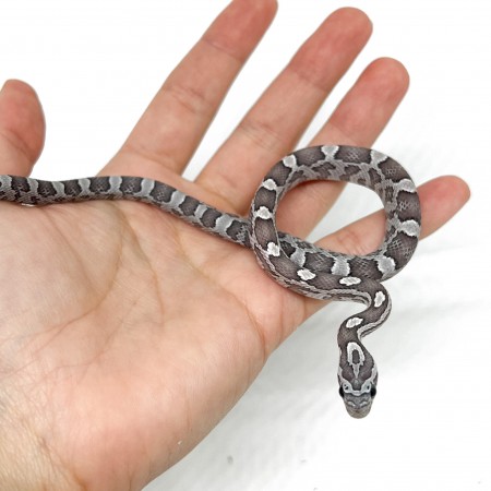 Pantherophis guttatus "Blue" - Serpent des blés
