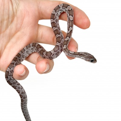 Pantherophis guttatus "Charcoal" - Serpent des blés