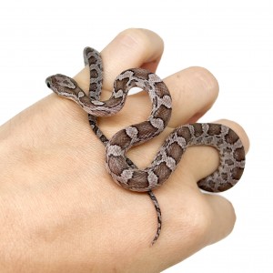 Pantherophis guttatus...