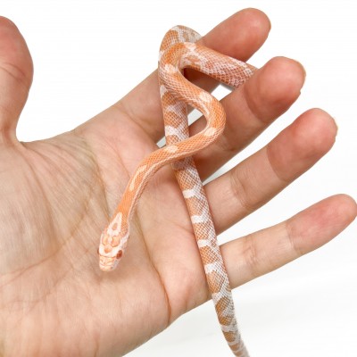 Pantherophis guttatus "Mandarin" - Serpent des blés