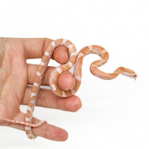 Pantherophis guttatus...