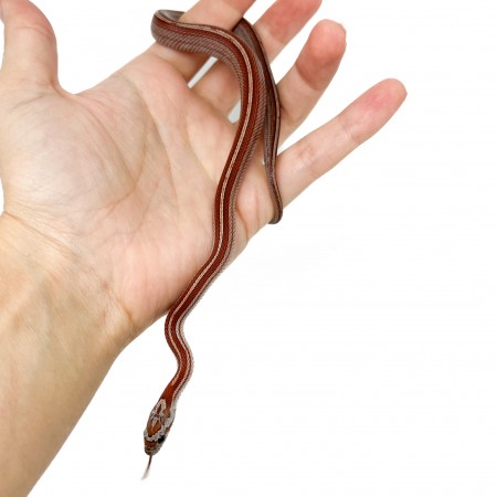 Pantherophis guttatus "Tessera Motley" - Serpent des blés