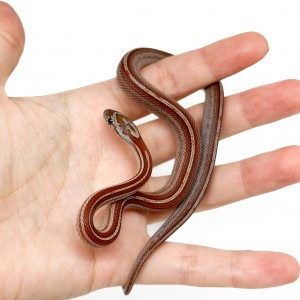 Pantherophis guttatus...