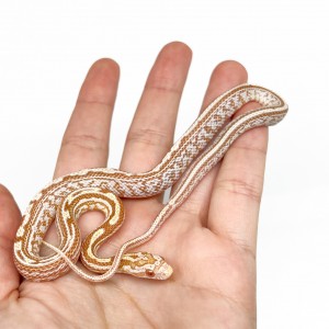 Pantherophis guttatus...