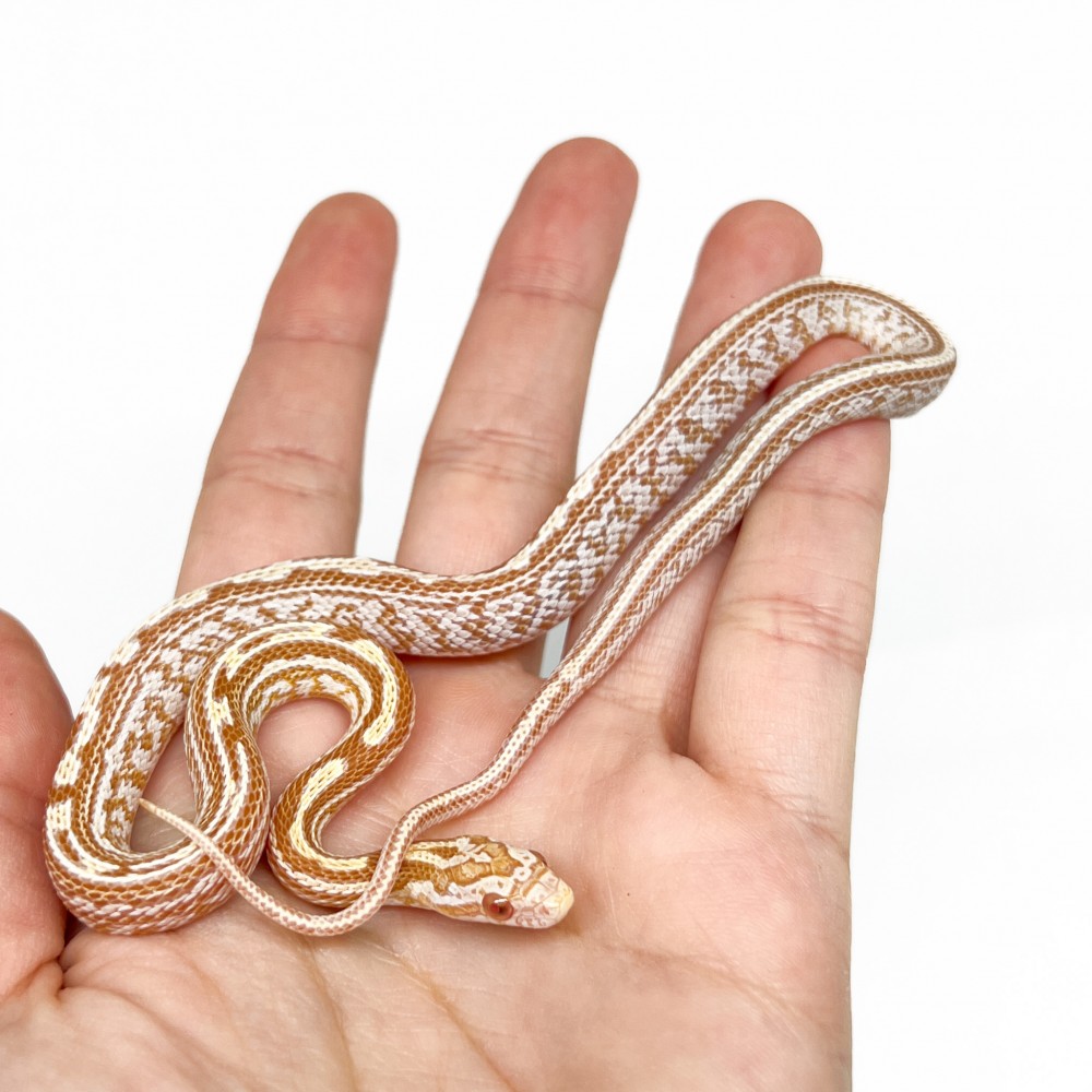 Pantherophis guttatus "Butter Tessera" - Serpent des blés