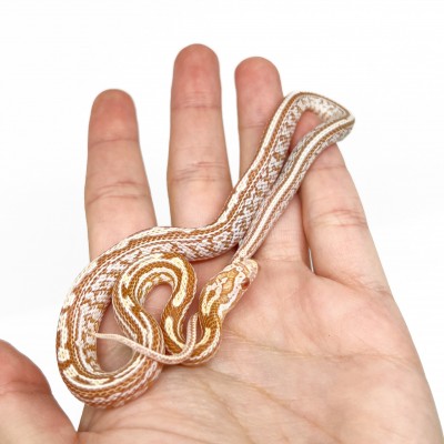 Pantherophis guttatus "Butter Tessera" - Serpent des blés