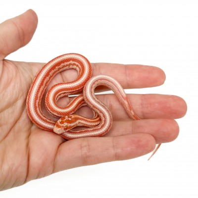 Pantherophis guttatus "Tessera Okeetee Reverse" - Serpent des blés