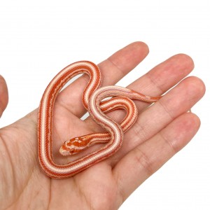 Pantherophis guttatus...