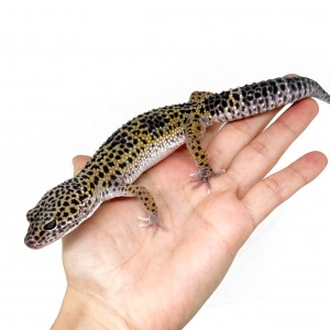 Eublepharis macularius -...