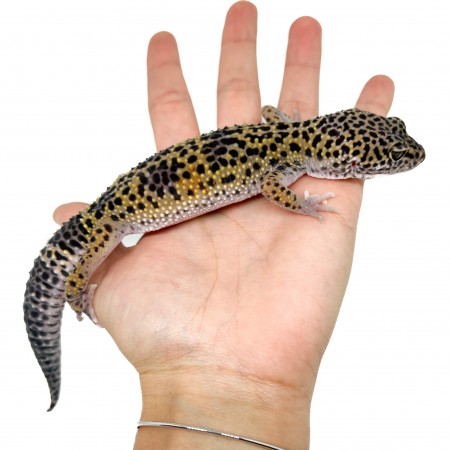 Eublepharis macularius - Gecko léopard