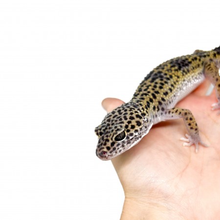 Eublepharis macularius - Gecko léopard