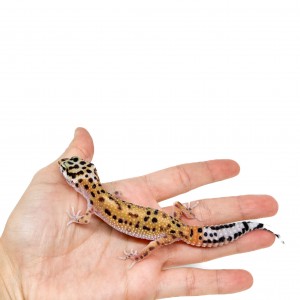 Eublepharis macularius...