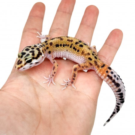 Eublepharis macularius "Jungle" - Gecko léopard