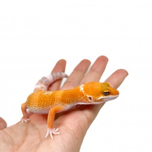 Eublepharis macularius...