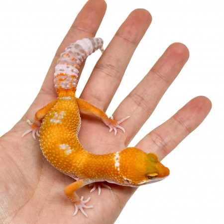Eublepharis macularius "Sunglow" - Gecko léopard