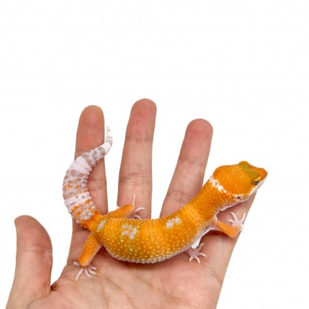 Eublepharis macularius "Sunglow" - Gecko léopard
