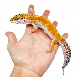Eublepharis macularius...
