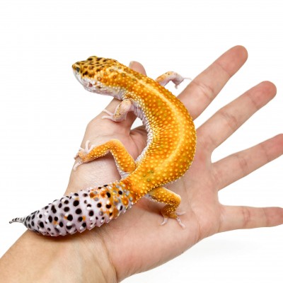 Eublepharis macularius "Super hypo tangerine" - Gecko léopard