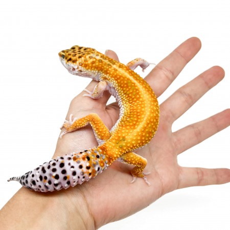 Eublepharis macularius "Super hypo tangerine" - Gecko léopard