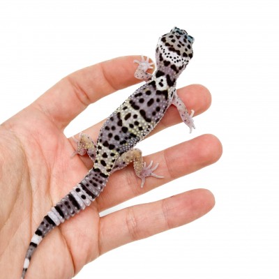 Eublepharis macularius "Mack snow" - Gecko léopard