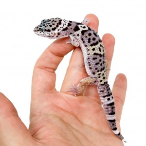 Eublepharis macularius...