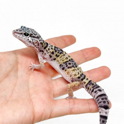 Eublepharis macularius - Gecko léopard