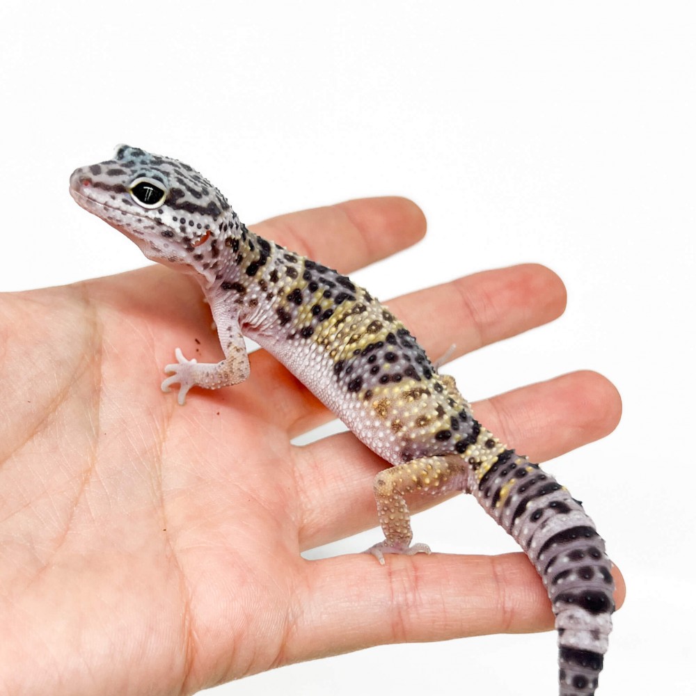 Eublepharis macularius - Gecko léopard
