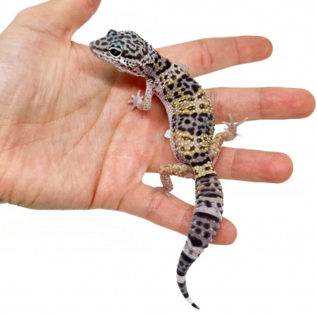 Eublepharis macularius - Gecko léopard