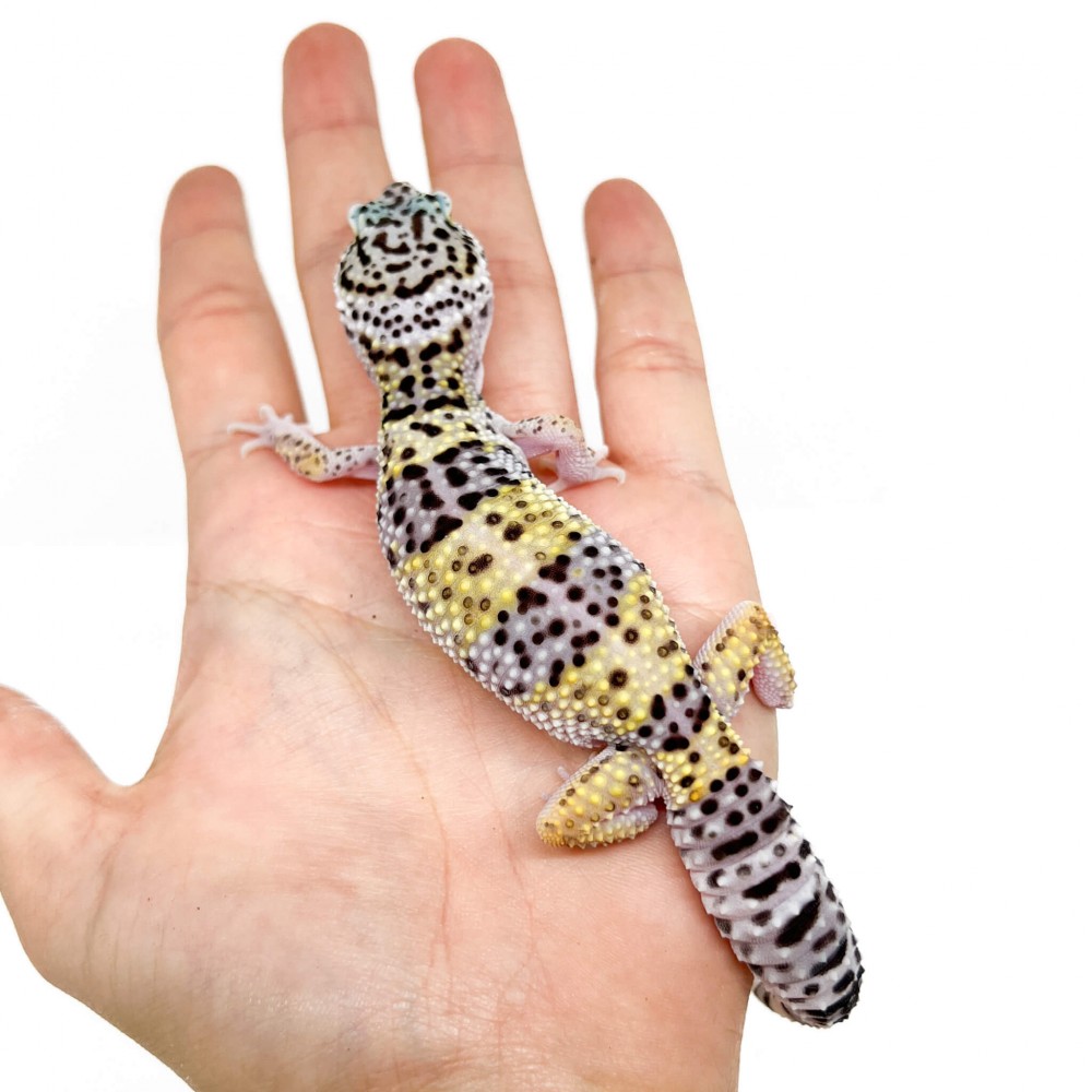 Eublepharis macularius - Gecko léopard