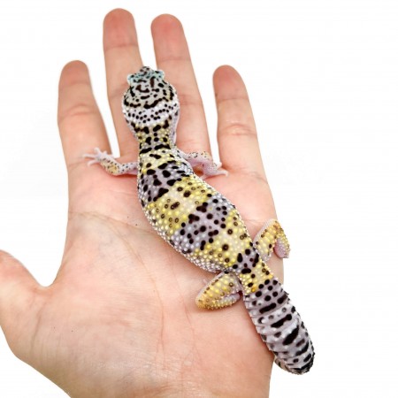 Eublepharis macularius - Gecko léopard