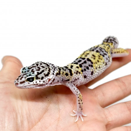 Eublepharis macularius - Gecko léopard
