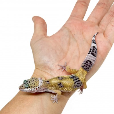 Eublepharis macularius "Hypo" - Gecko léopard