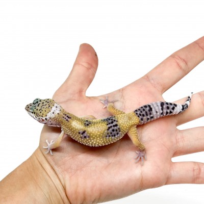Eublepharis macularius "Hypo" - Gecko léopard