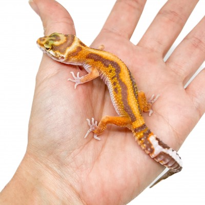 Eublepharis macularius "Stripe Tremper albinos" - Gecko léopard