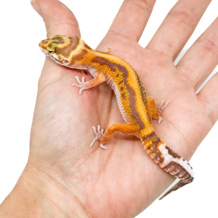Eublepharis macularius "Stripe Tremper albinos" - Gecko léopard