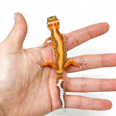 Eublepharis macularius "Stripe Tremper albinos" - Gecko léopard