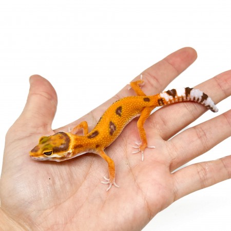 Eublepharis macularius "Jungle Tremper" - Gecko léopard