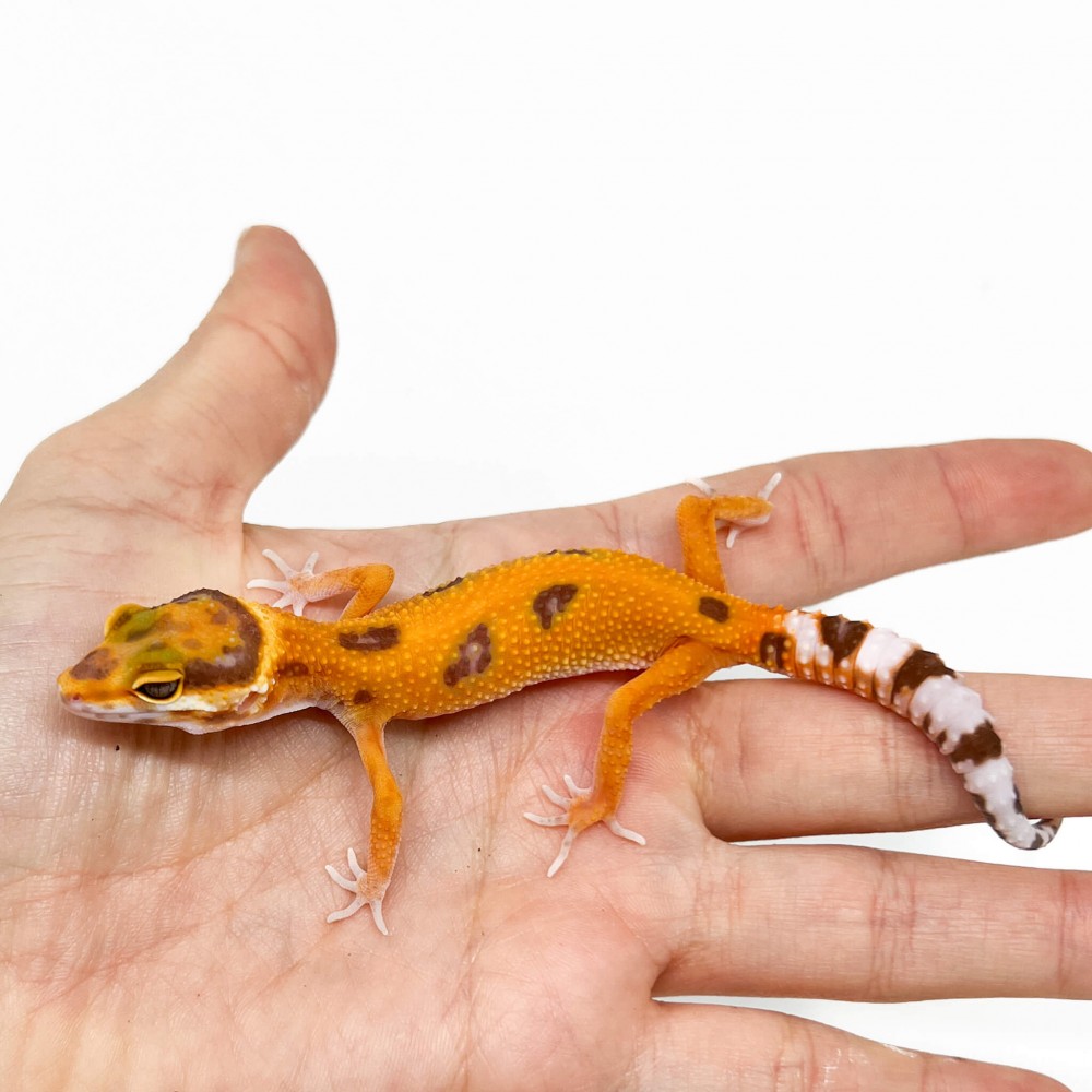 Eublepharis macularius "Jungle Tremper" - Gecko léopard