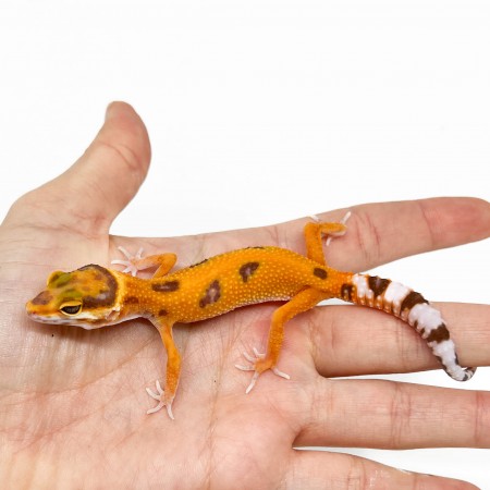 Eublepharis macularius "Jungle Tremper" - Gecko léopard
