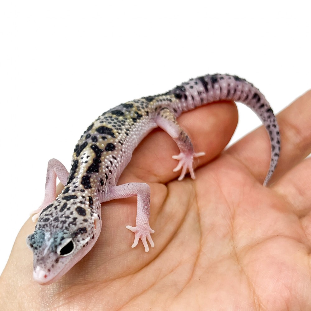 Eublepharis macularius "Snow Eclipse" - Gecko léopard