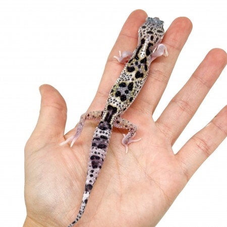 Eublepharis macularius "Snow Eclipse" - Gecko léopard
