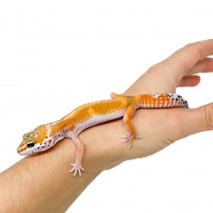 Eublepharis macularius...