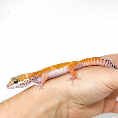 Eublepharis macularius "Super hypo tangerine" - Gecko léopard
